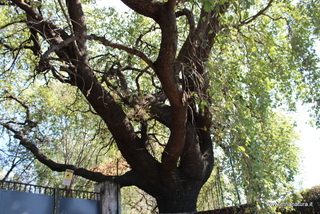 Quercia Tarelli